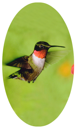 DNSBLUF 027 Humming Bird 1
